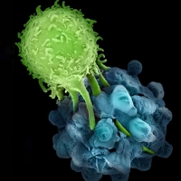 Immunotherapy - Cancer and Beyond